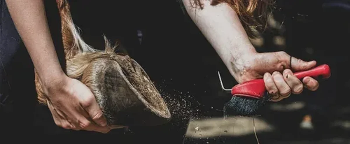 hoof.png