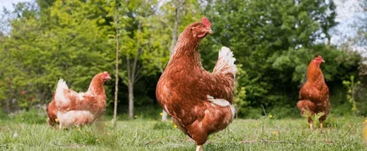 chook.png