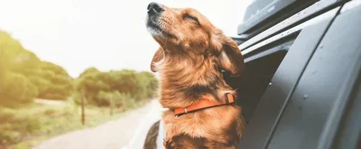travelling with dog.png