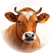 Beef