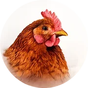 Chooks