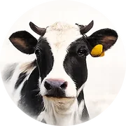 Dairy