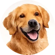 Dogs