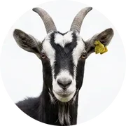 Goats
