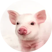 Pigs