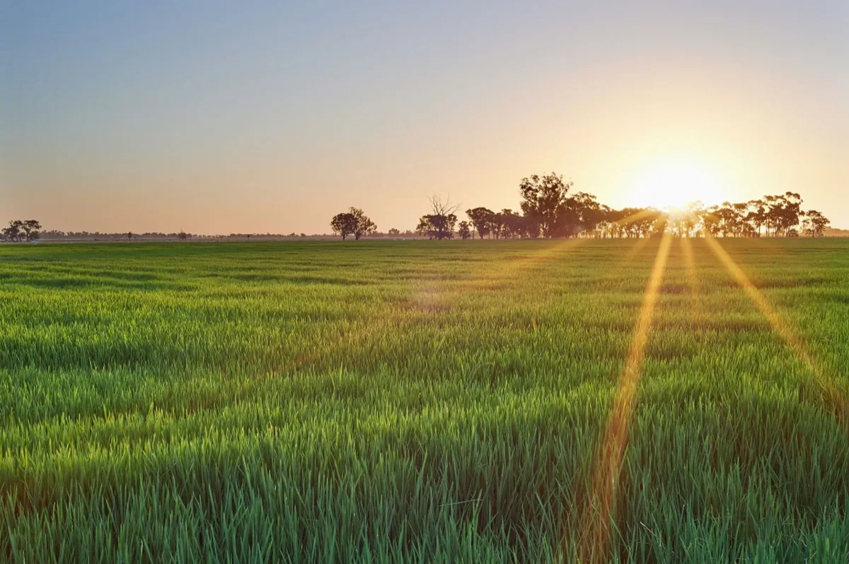 rice-paddy.jpg