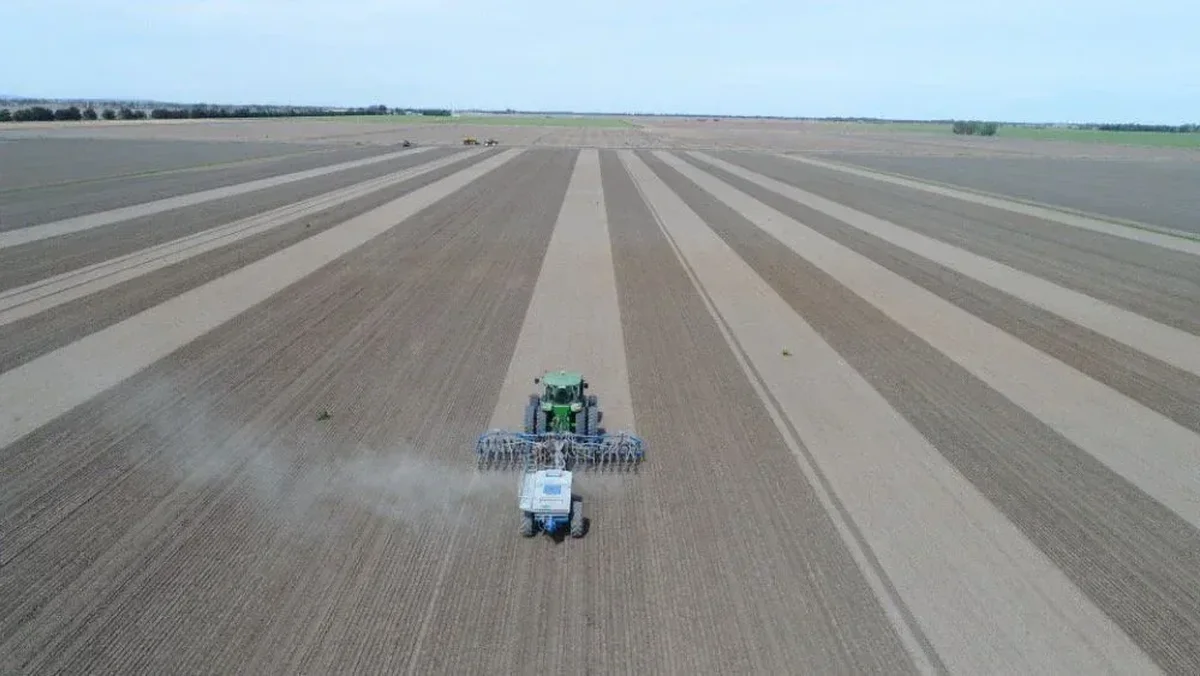 Sowing a rice crop