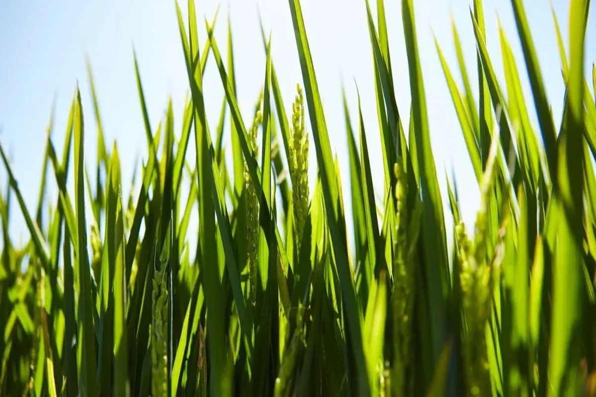 Green rice crop growing