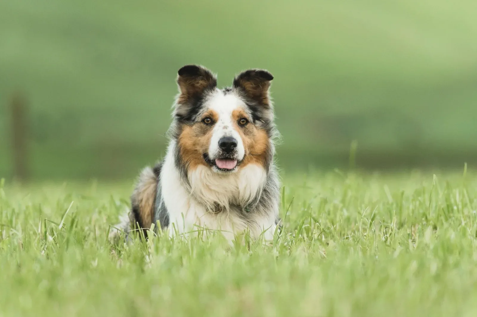 Dog resting in a grassy paddock