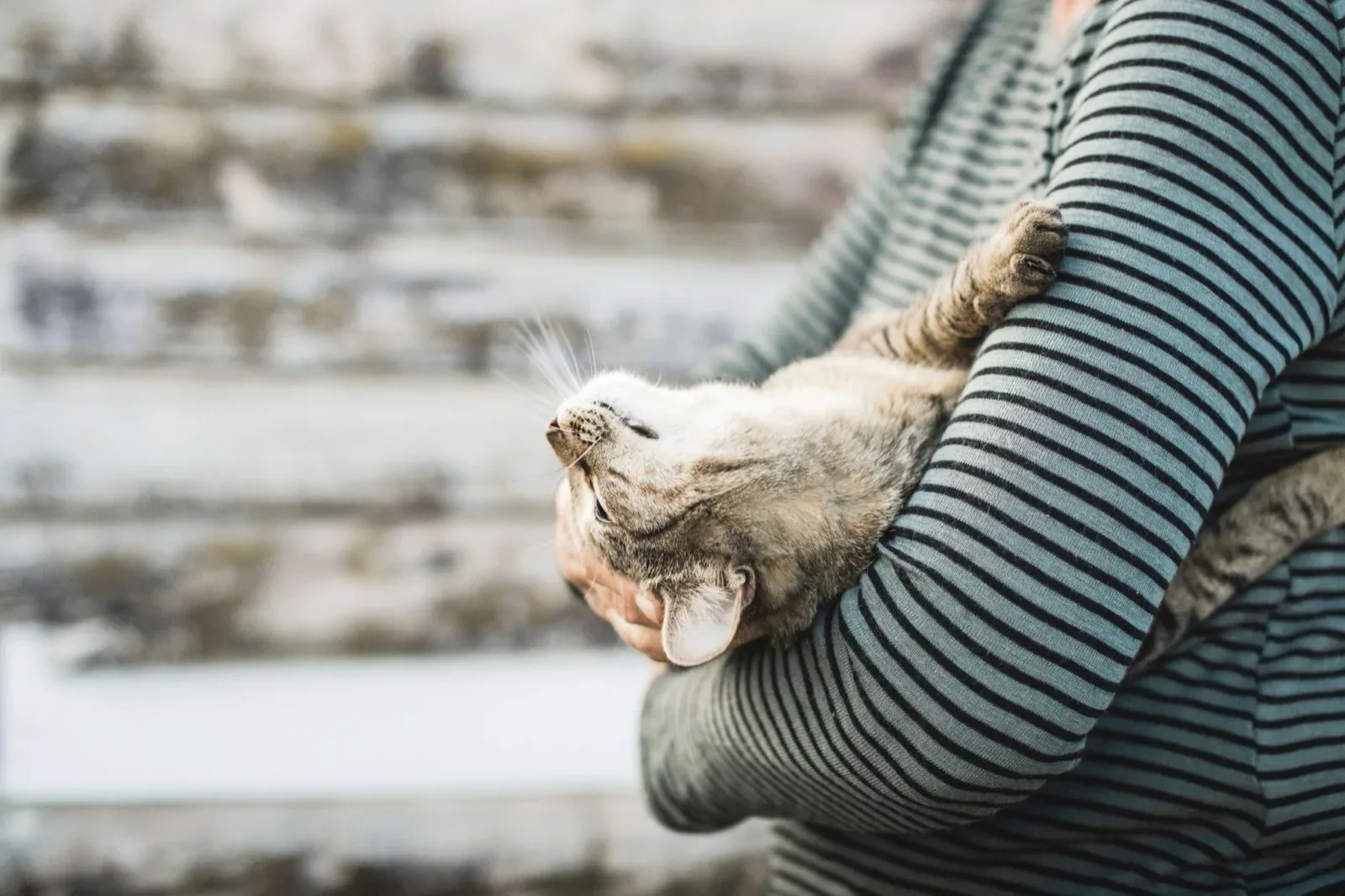 Cat cradled in its owner's arms