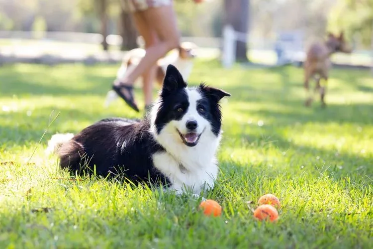 Border Collie relaxing on the grass